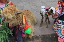 Image of Alpaca