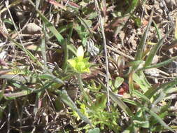 Image of Ceratocephalus testiculatus