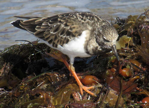 Image of Ruddy Turnstone