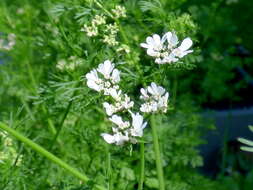 Image of coriander