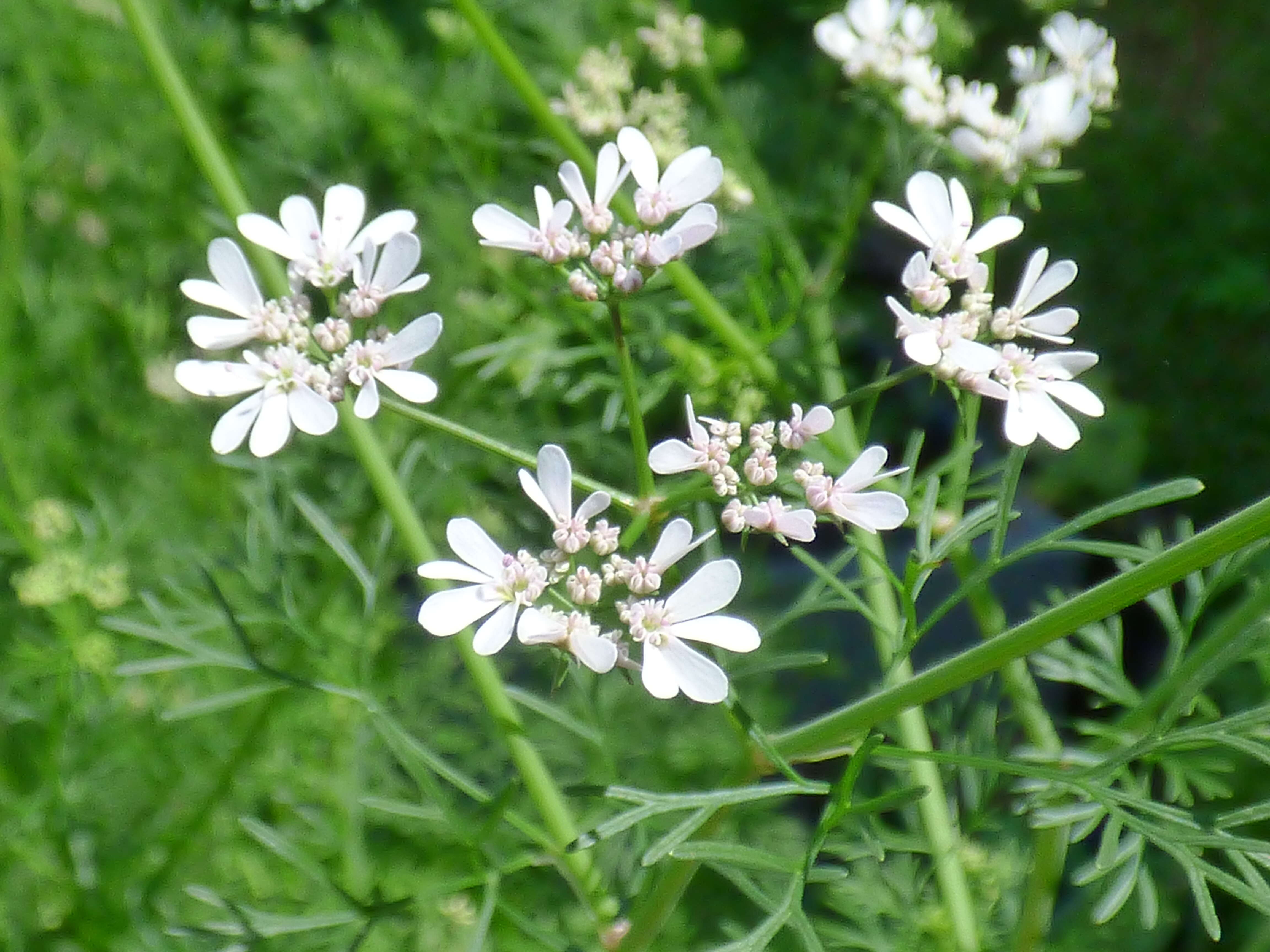 Image of coriander