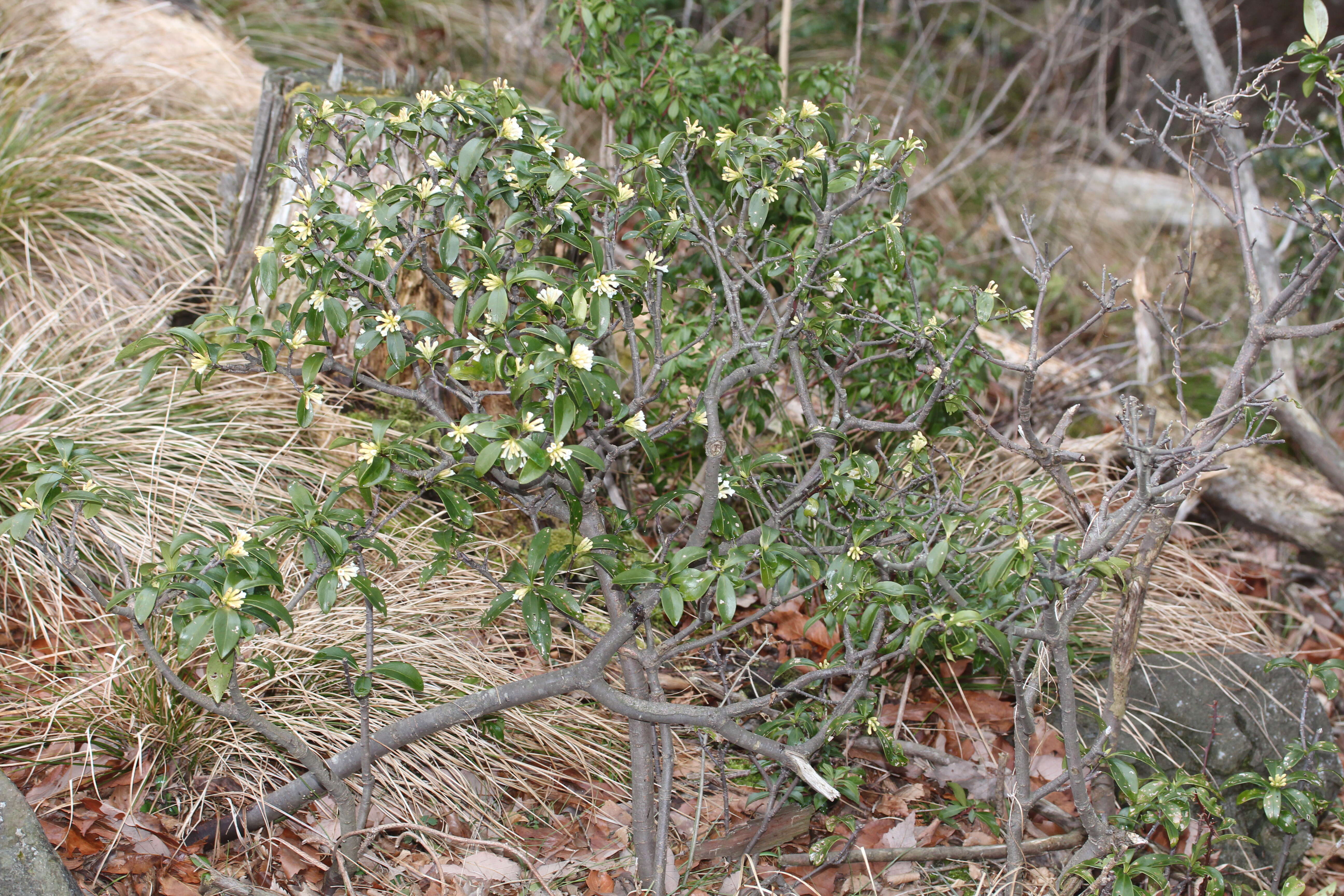 Image of Daphne kiusiana Miq.