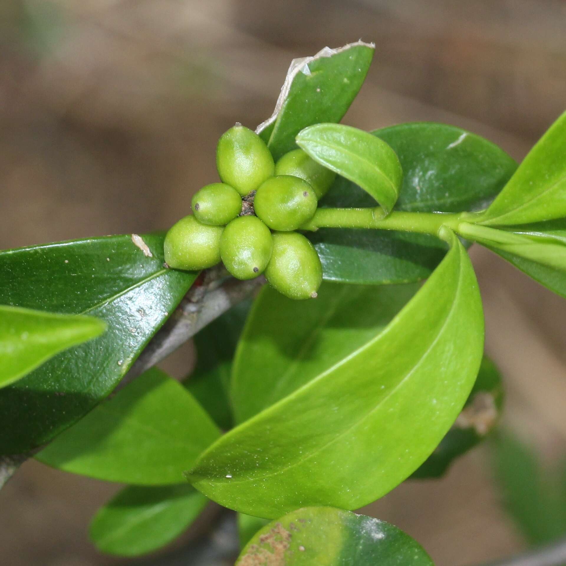 Image of Daphne kiusiana Miq.