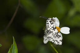 Image of Lymantria concolor Walker 1855