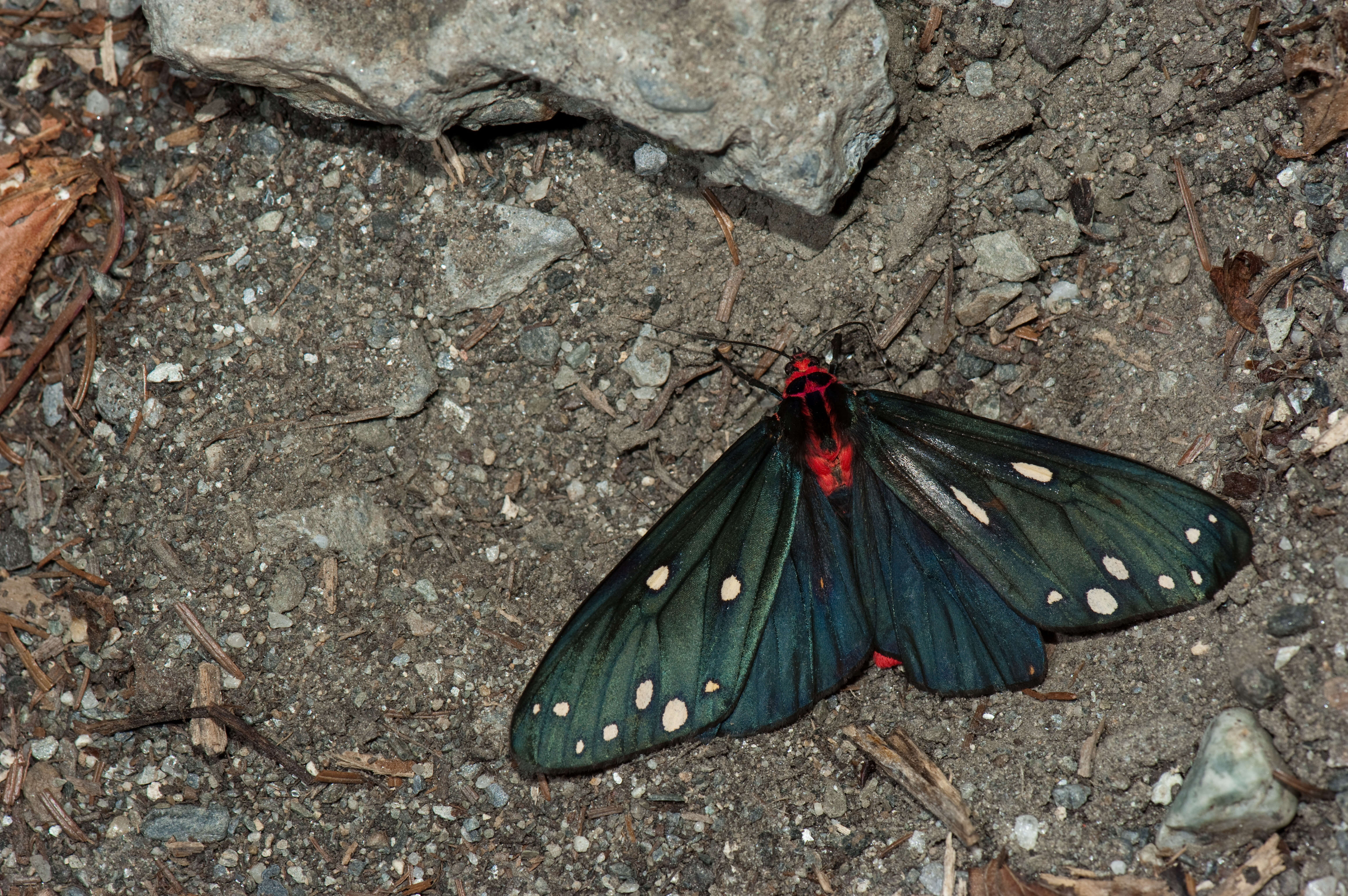 Sivun Taicallimorpha albipuncta (Wileman 1910) kuva