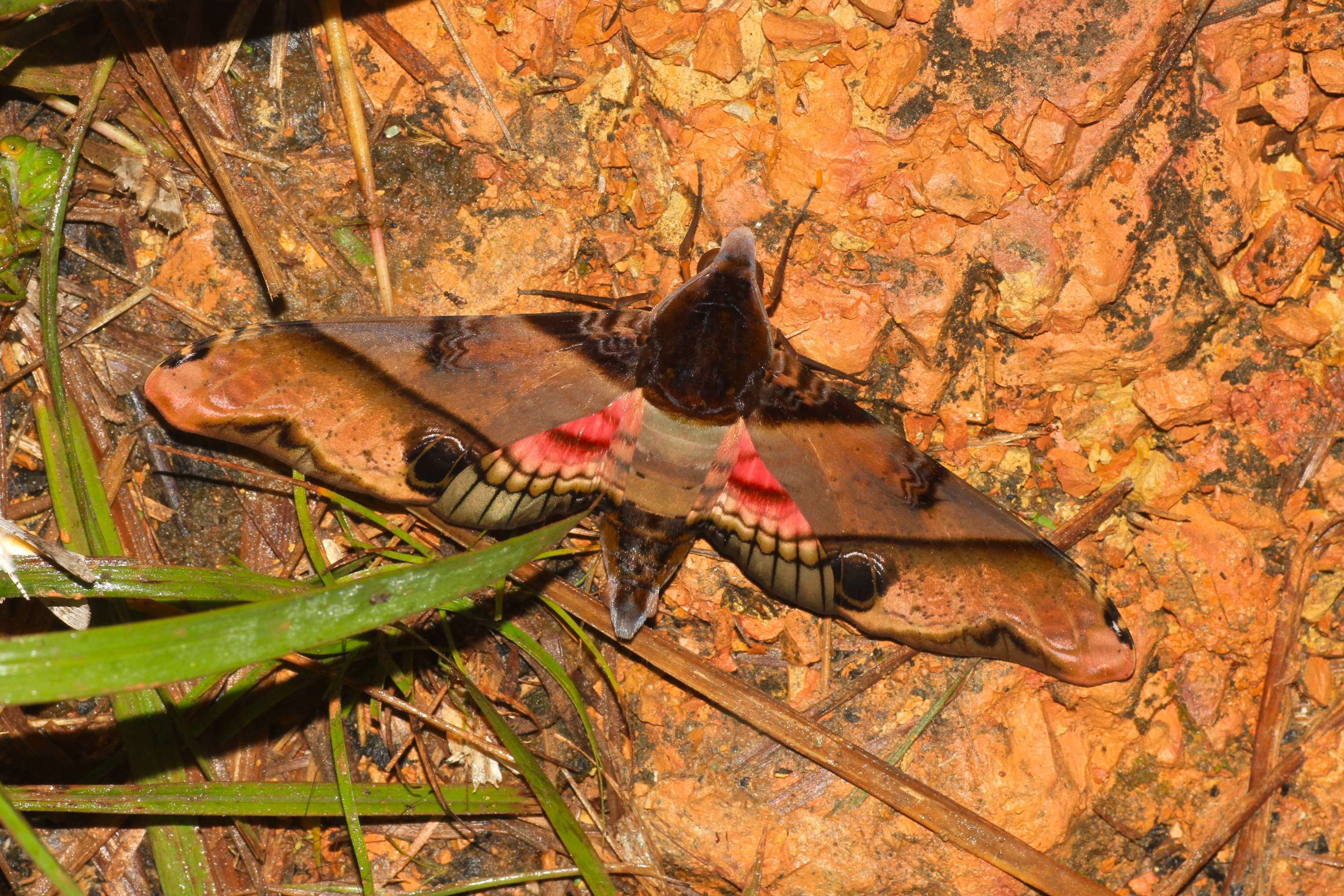 Image of mango hawkmoth