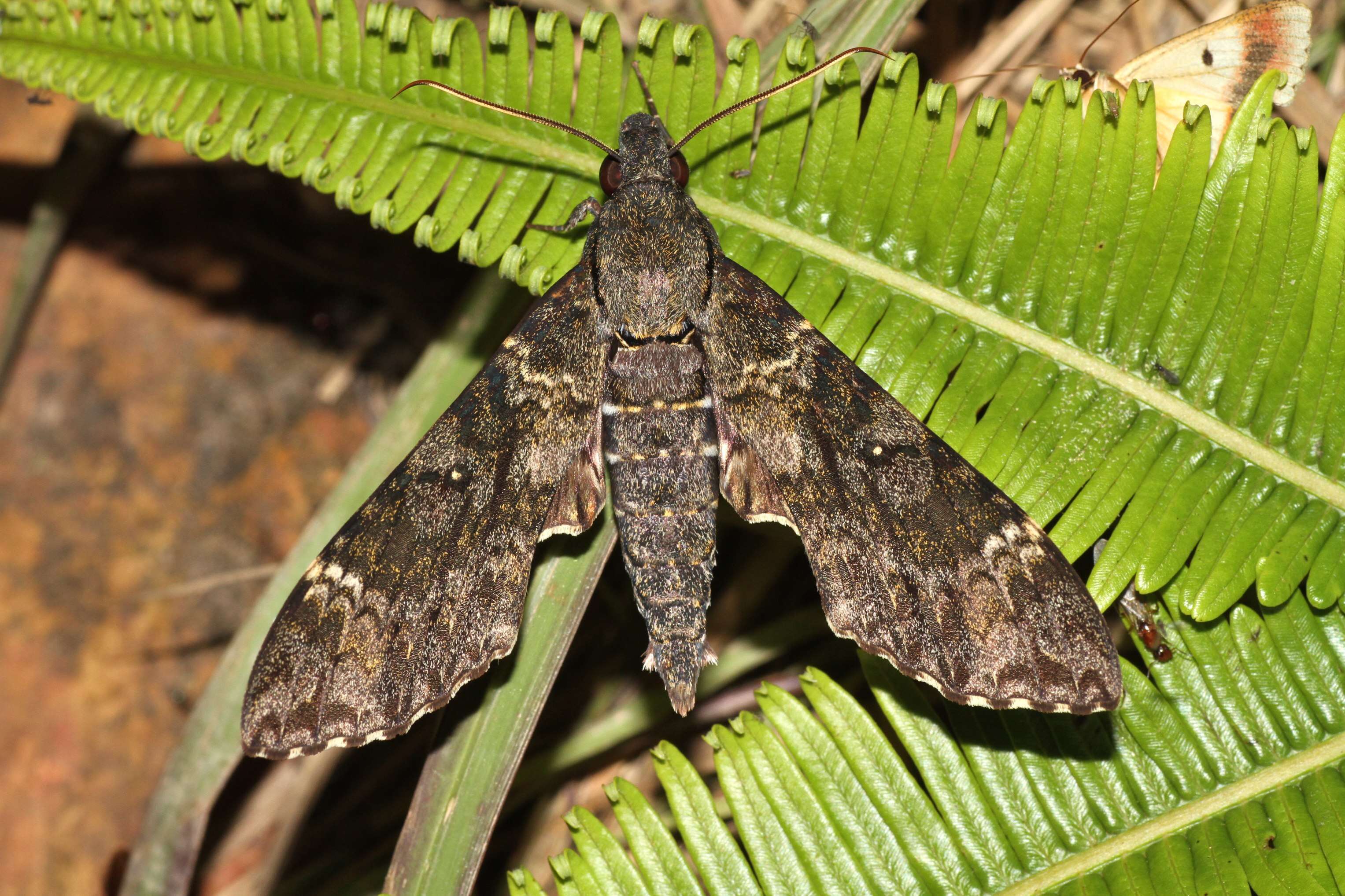 Image of Meganoton nyctiphanes (Walker 1856)