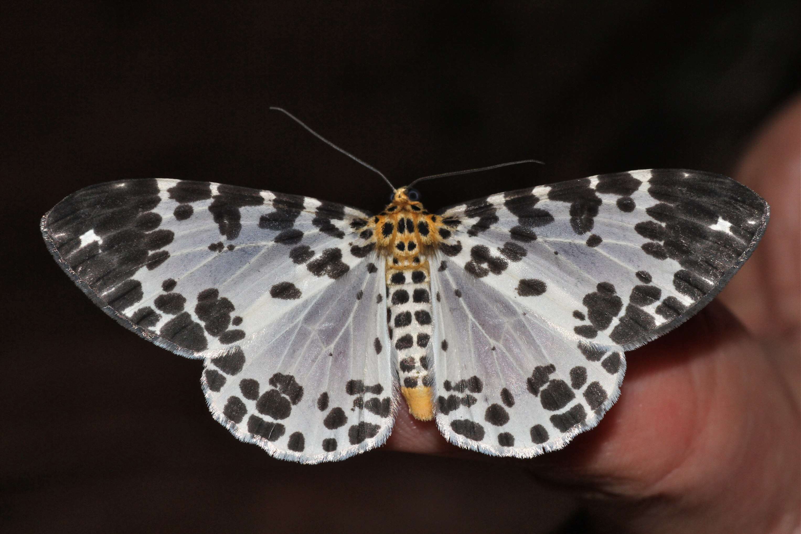 Image of Dilophodes elegans Butler 1878