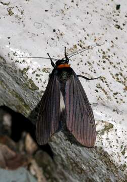 Image of Macrobrochis borneensis Roepke 1938