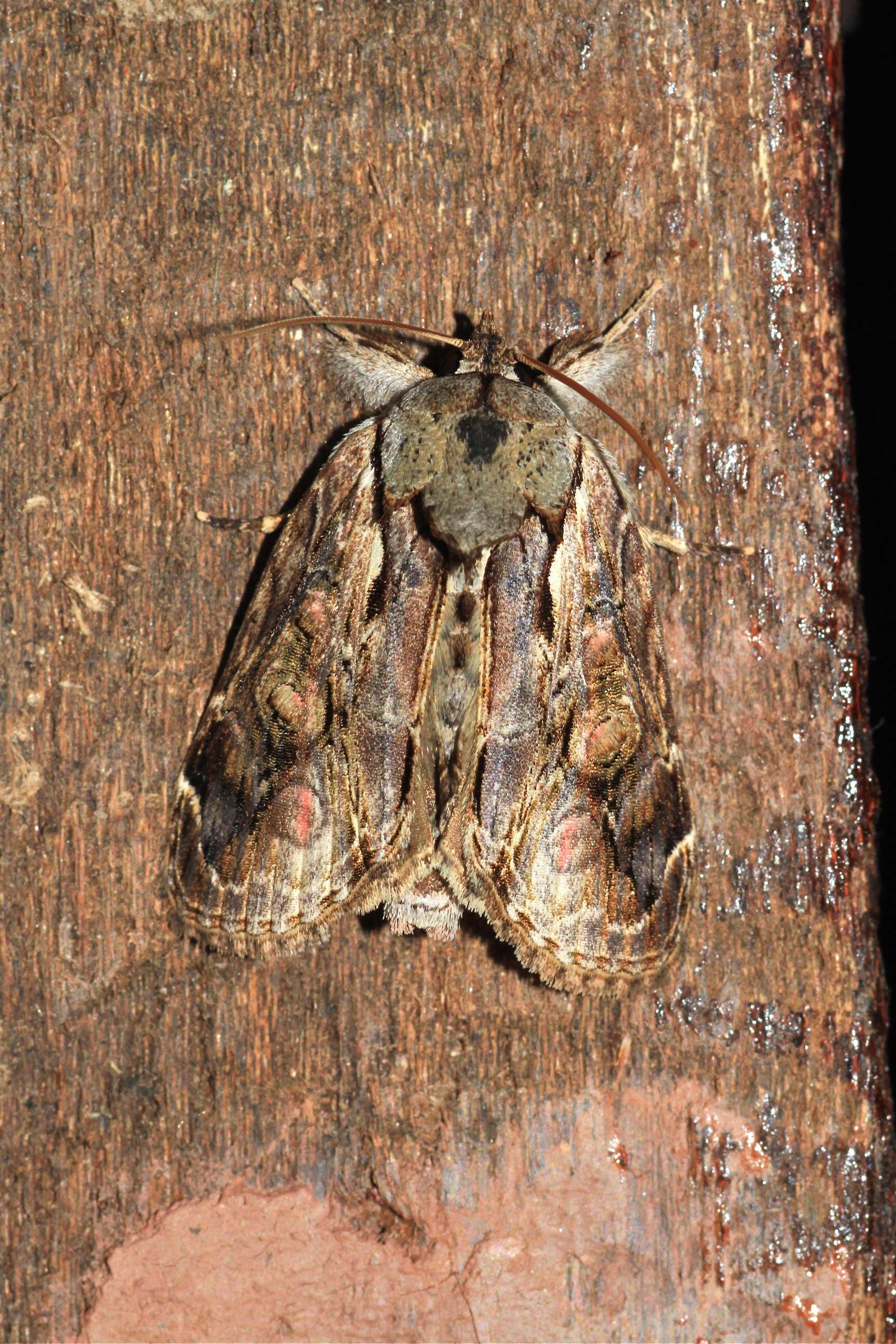Image of Triorbis annulata Swinhoe 1890