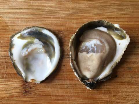 Image of Native oyster