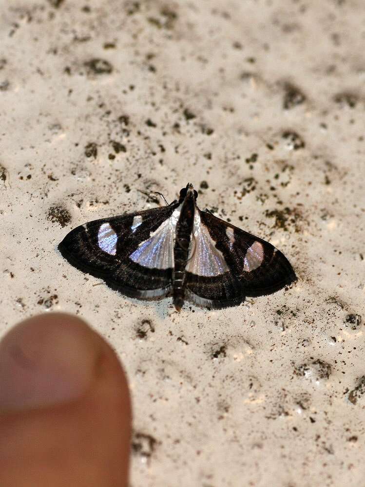 Imagem de Glyphodes bicolor Swainson (1821)