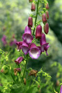 Imagem de Digitalis thapsi L.