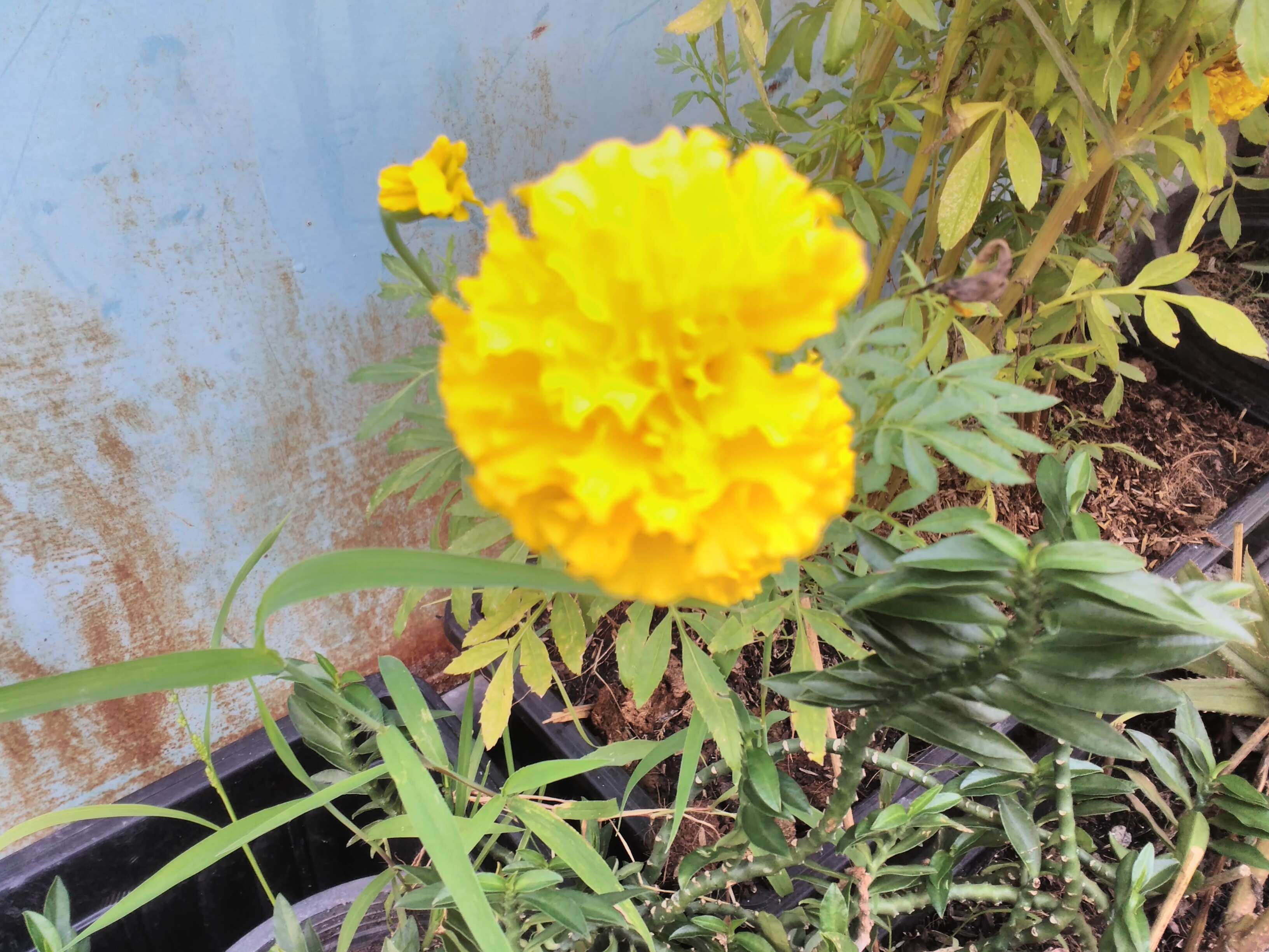 Tagetes erecta L. resmi