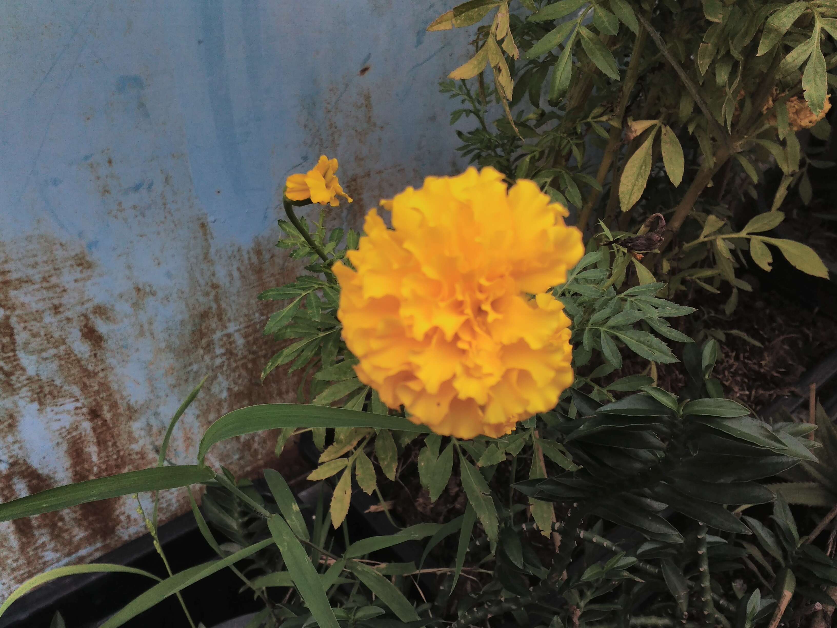 Image of French marigold