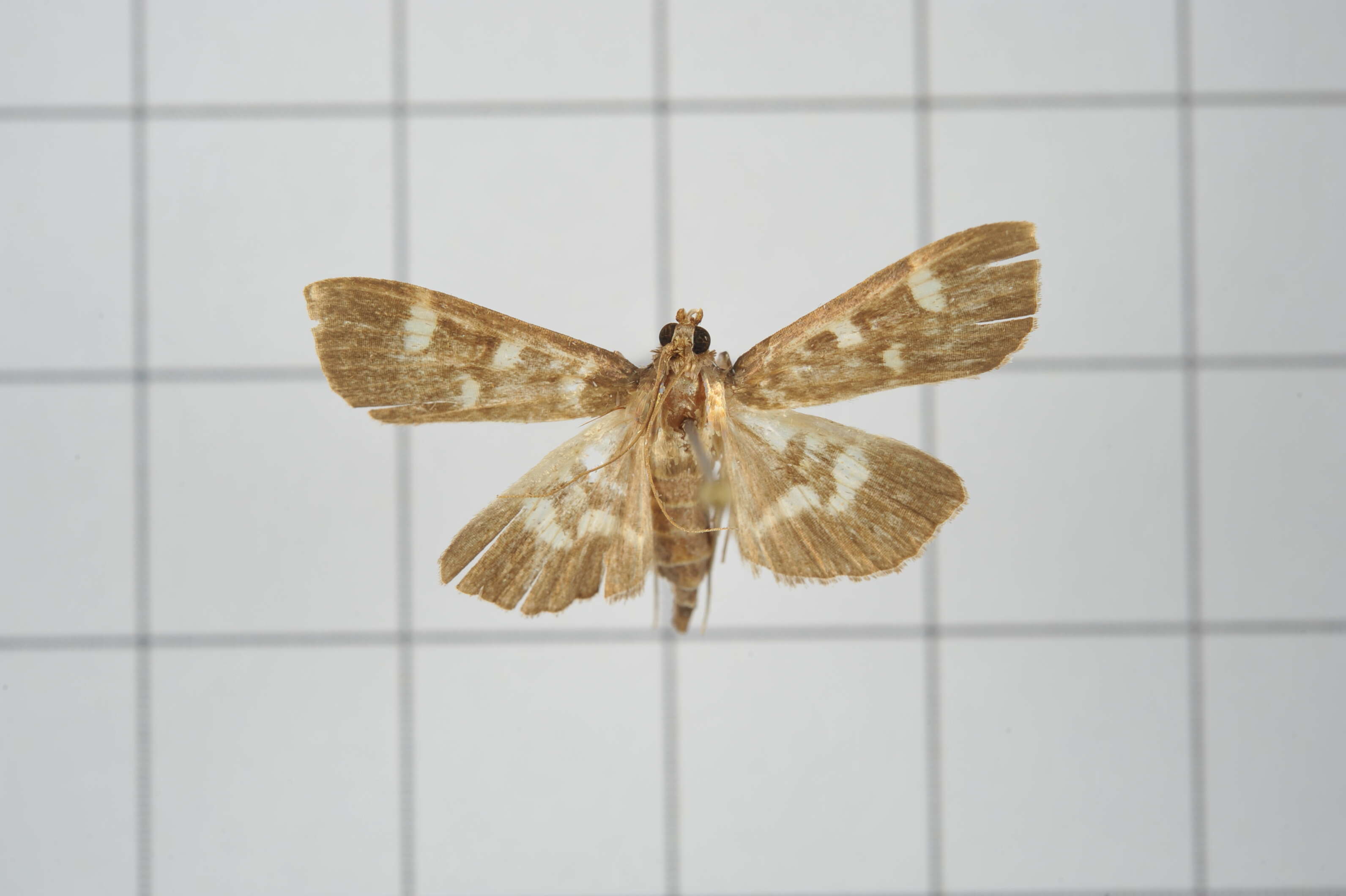 Image de Herpetogramma luctuosalis Guenée 1854