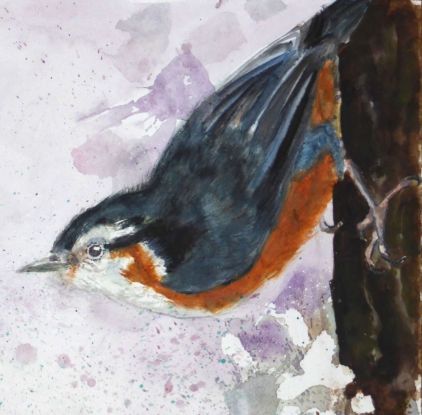 Image of White-browed Nuthatch