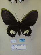 صورة Parides pizarro (Staudinger 1884)