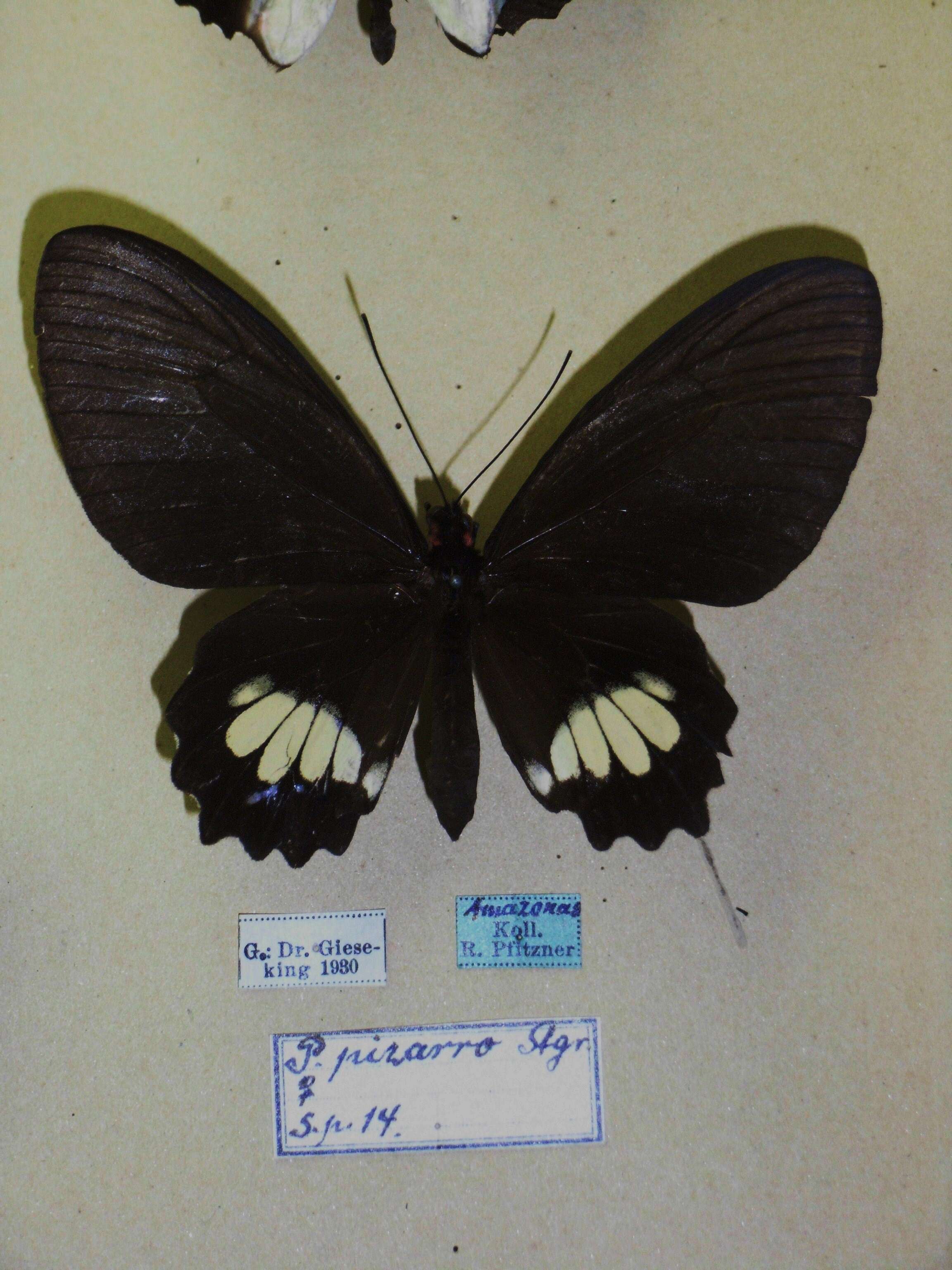 Image de Parides pizarro (Staudinger 1884)