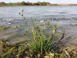 Juncus articulatus L. resmi