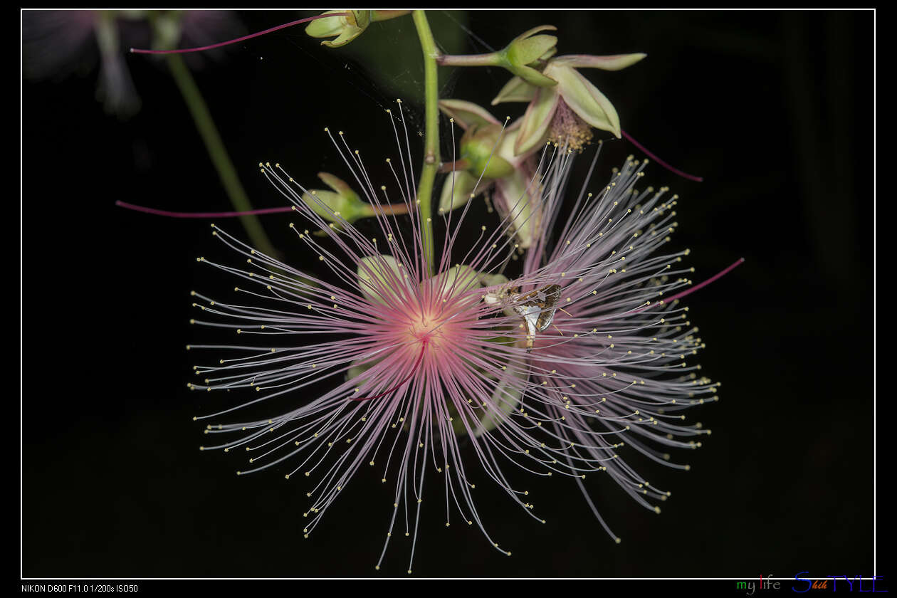 Imagem de Glyphodes bivitralis Guenée 1854