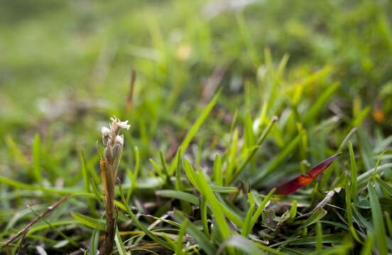 Image of Lawn orchid