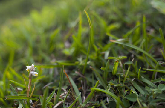 Image of Lawn orchid