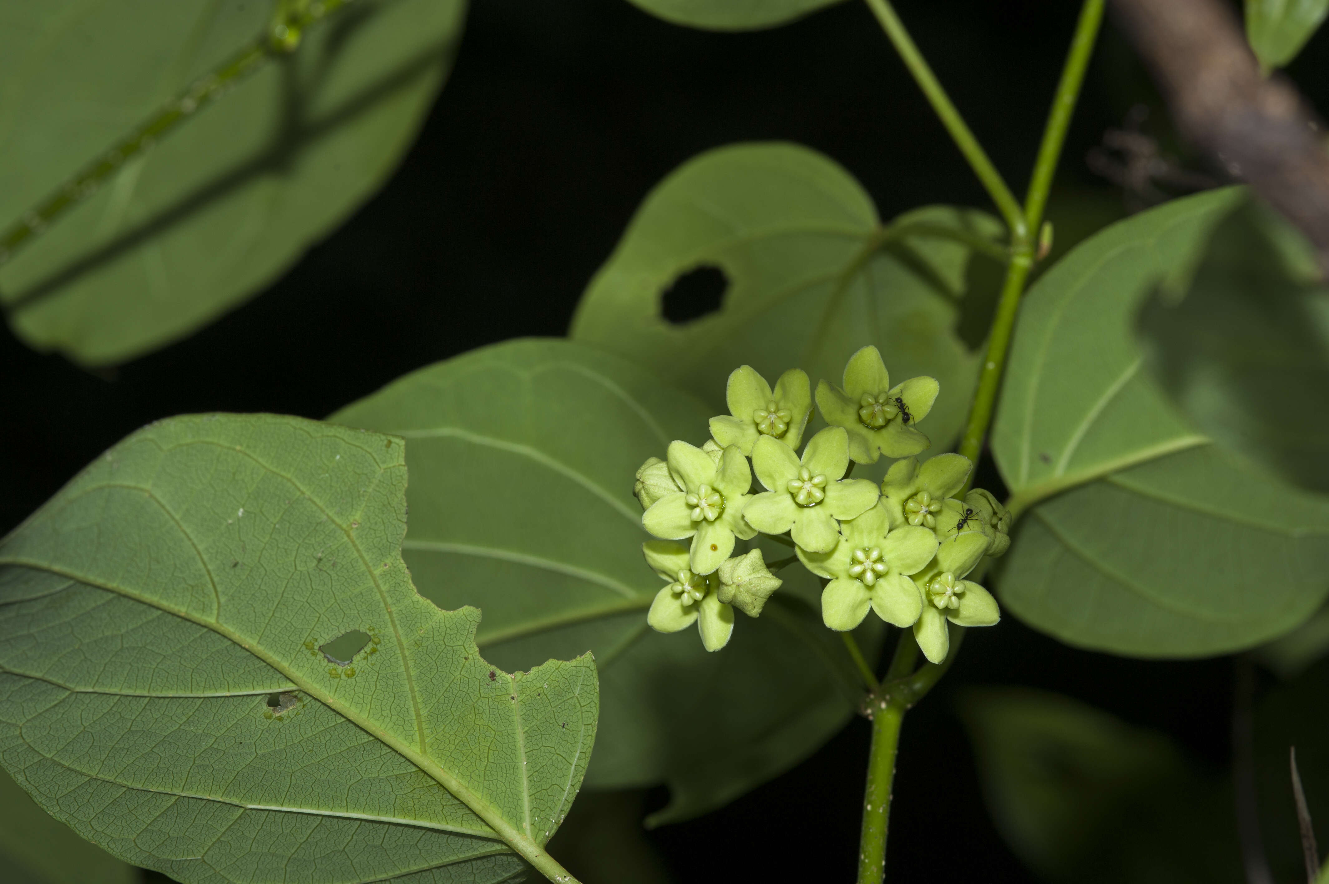 Image of Marsdenia volubilis (L. fil.) Cooke