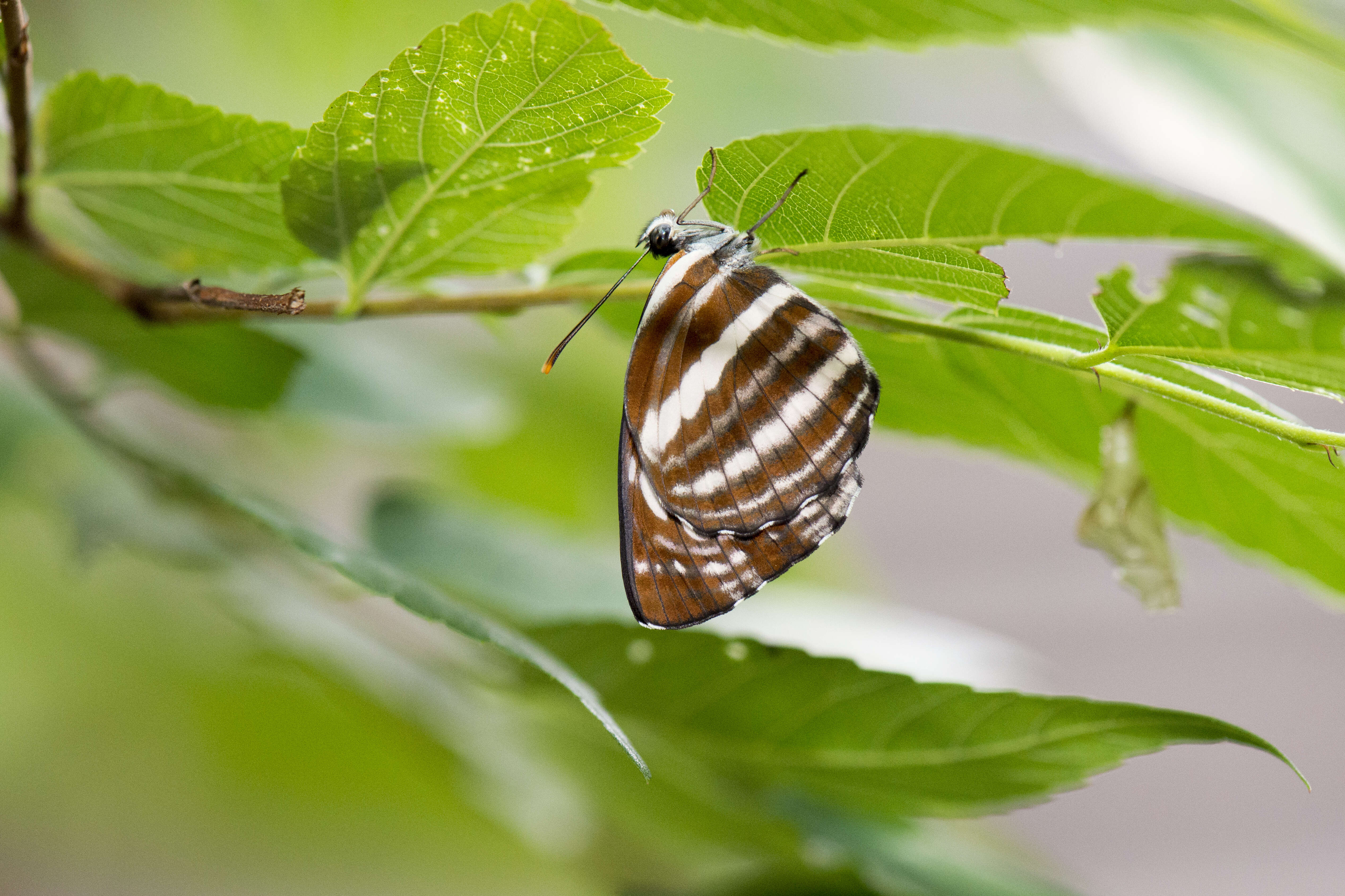 Image of Neptis nata Moore 1857