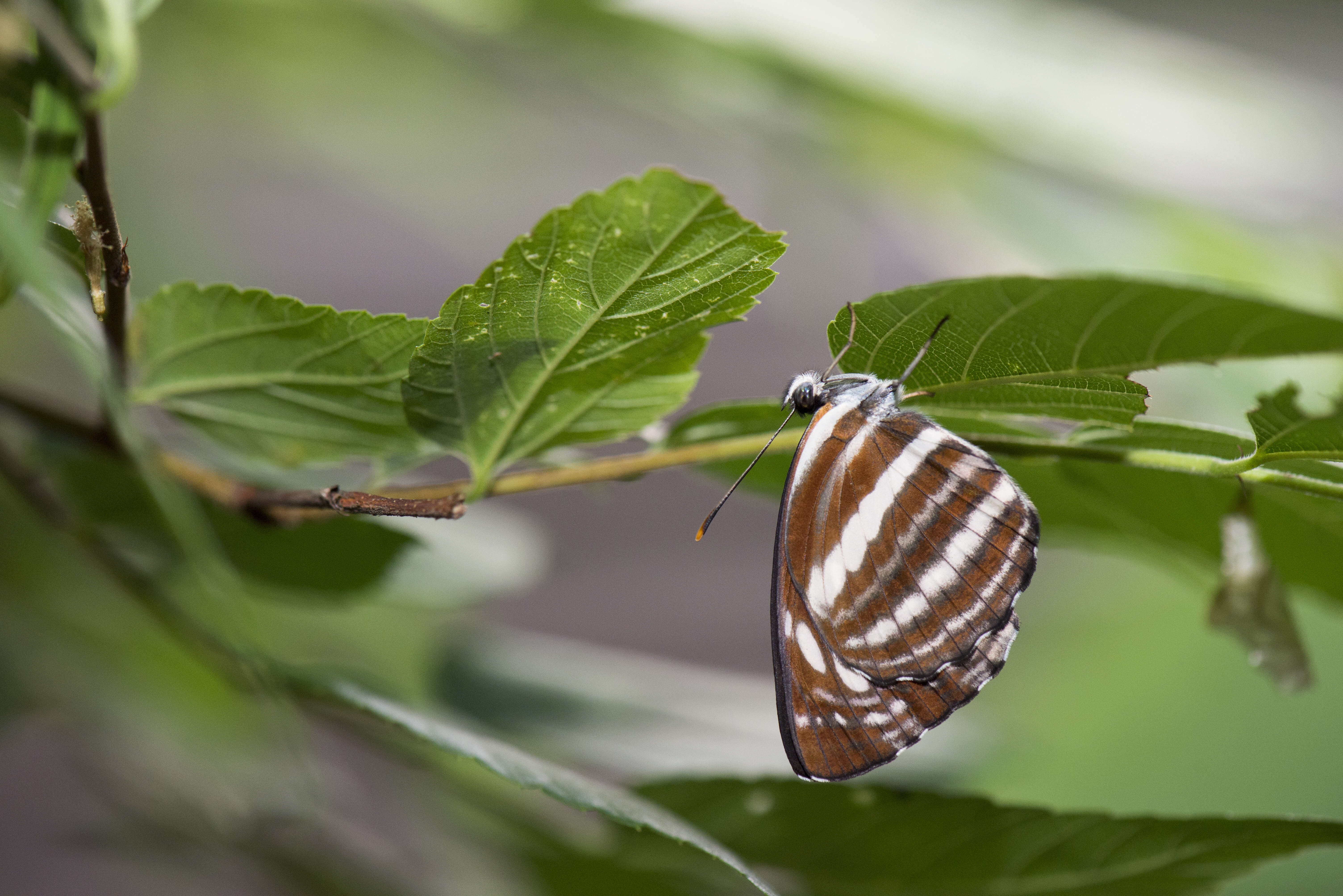 Image of Neptis nata Moore 1857