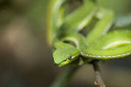 Image of Chen’s Bamboo pitviper