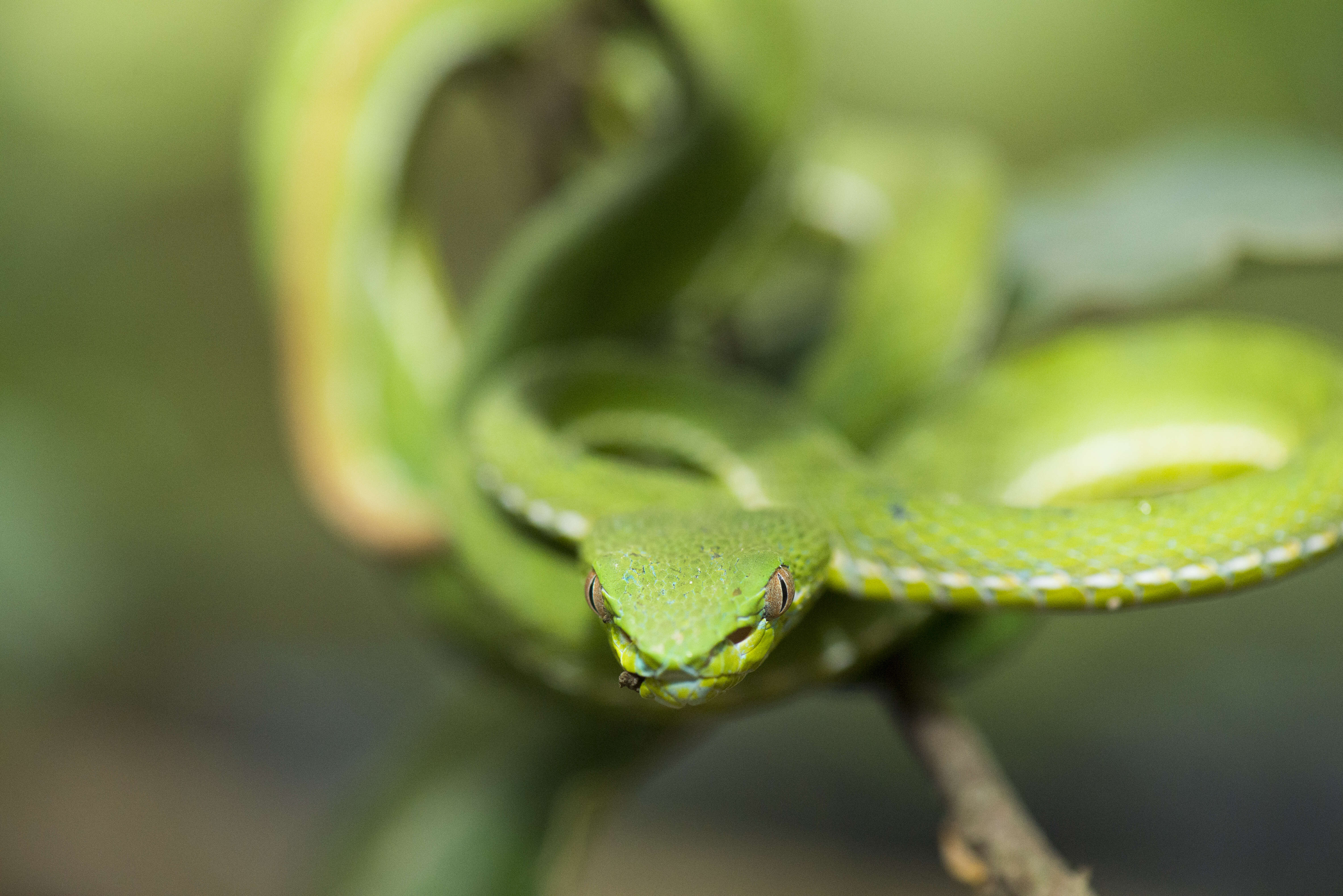 Image de Trimeresurus stejnegeri K. P. Schmidt 1925