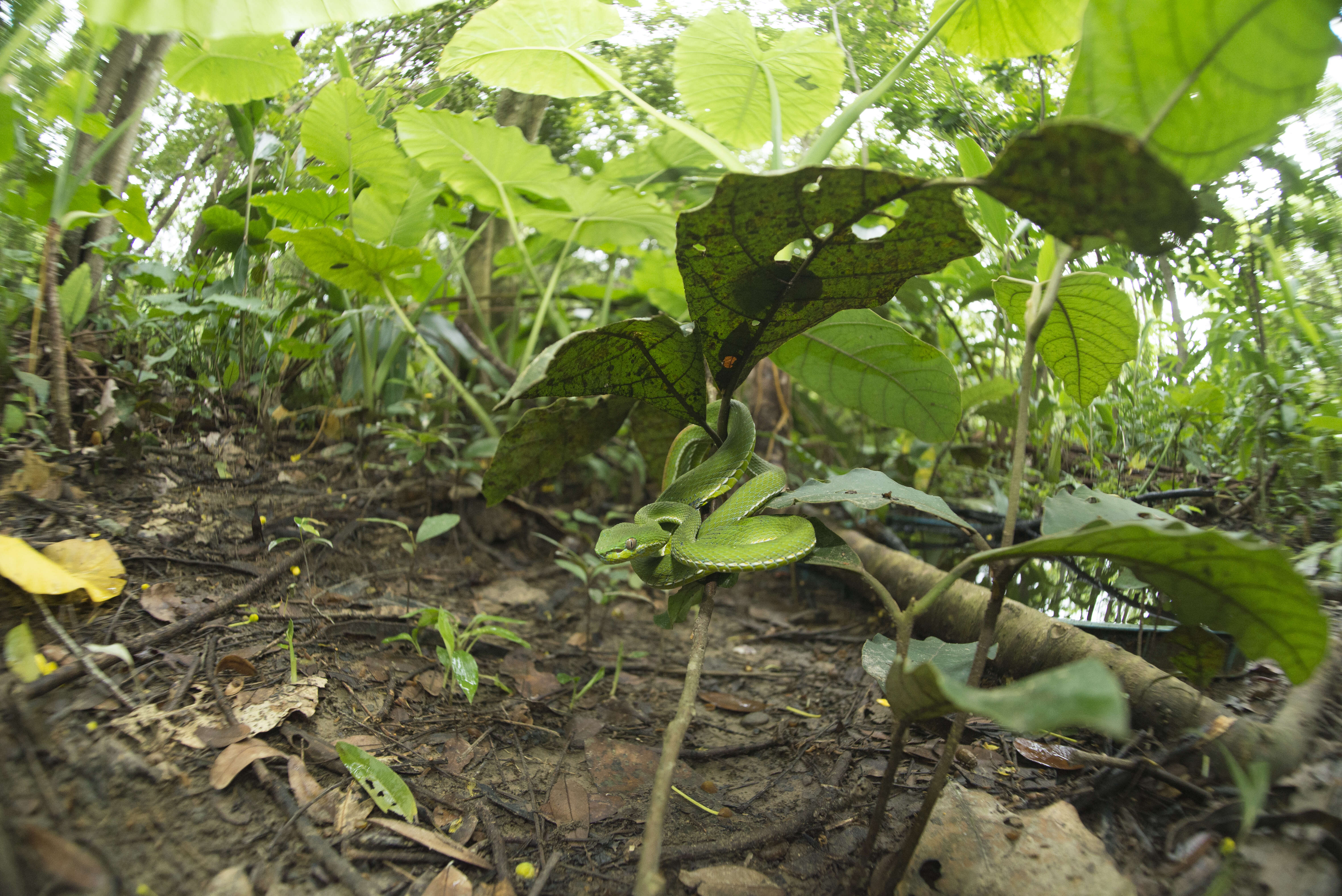 Image of Chen’s Bamboo pitviper