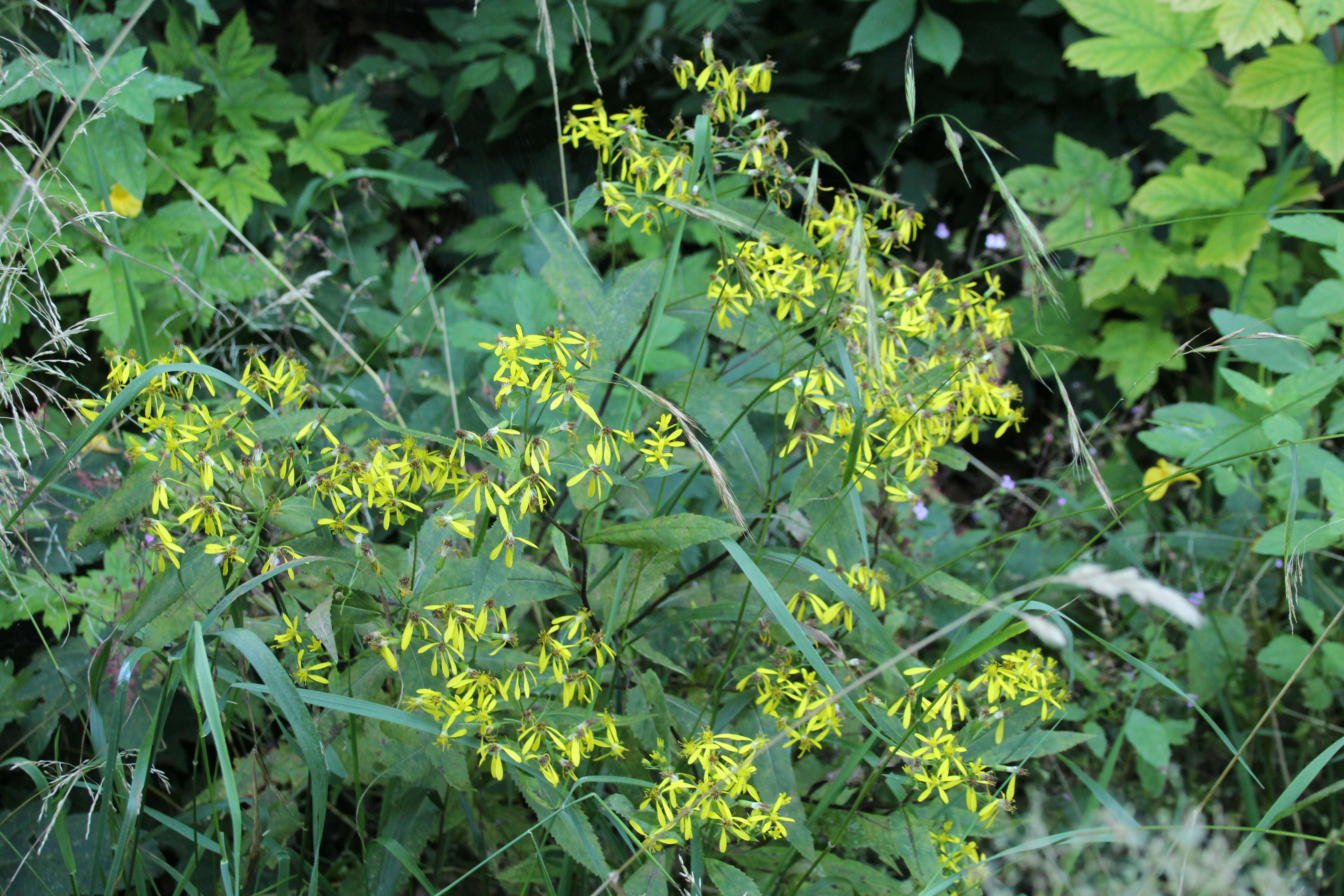 Image of wood ragwort