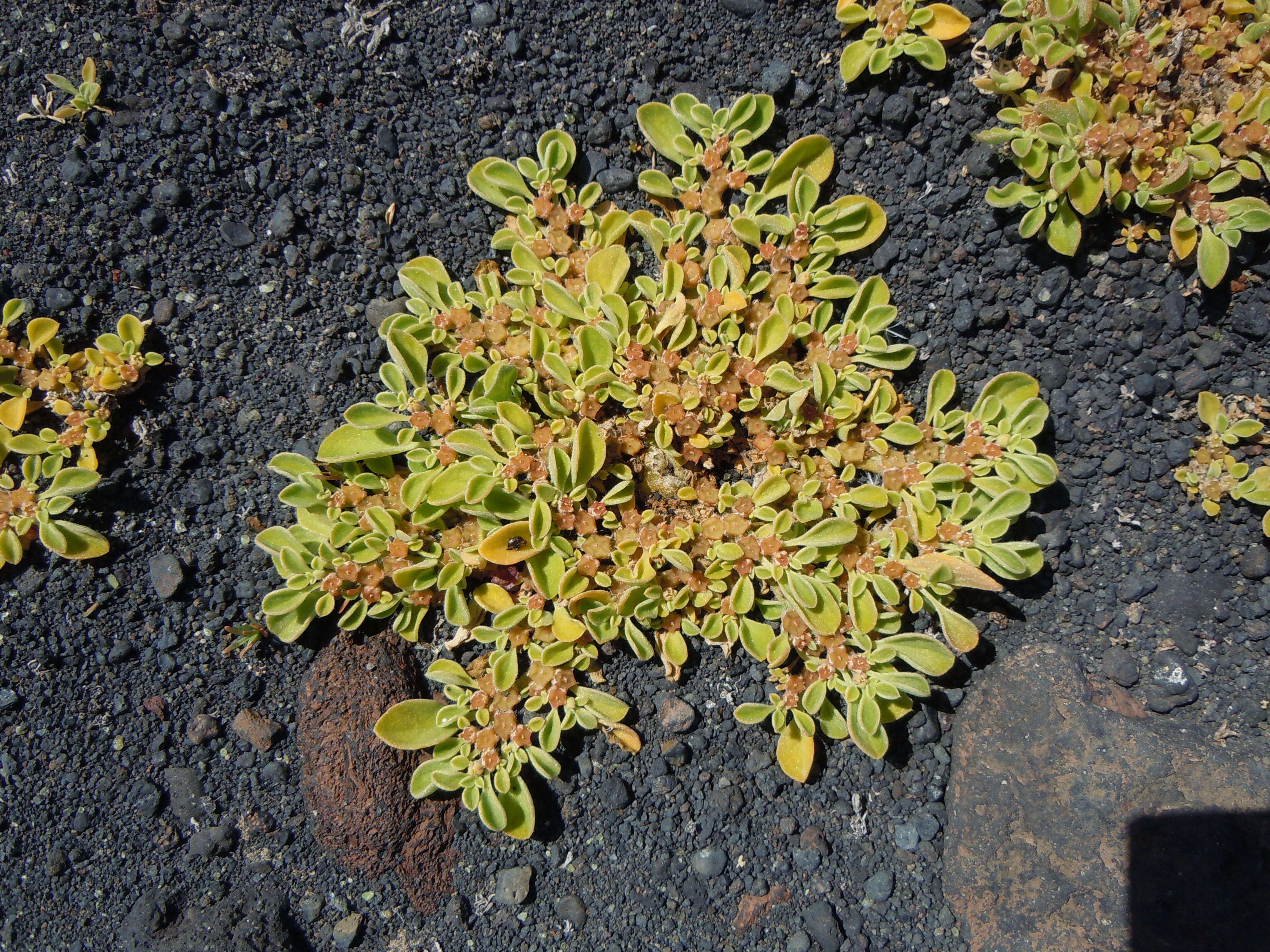 Image of Purslane-leaved aizoon