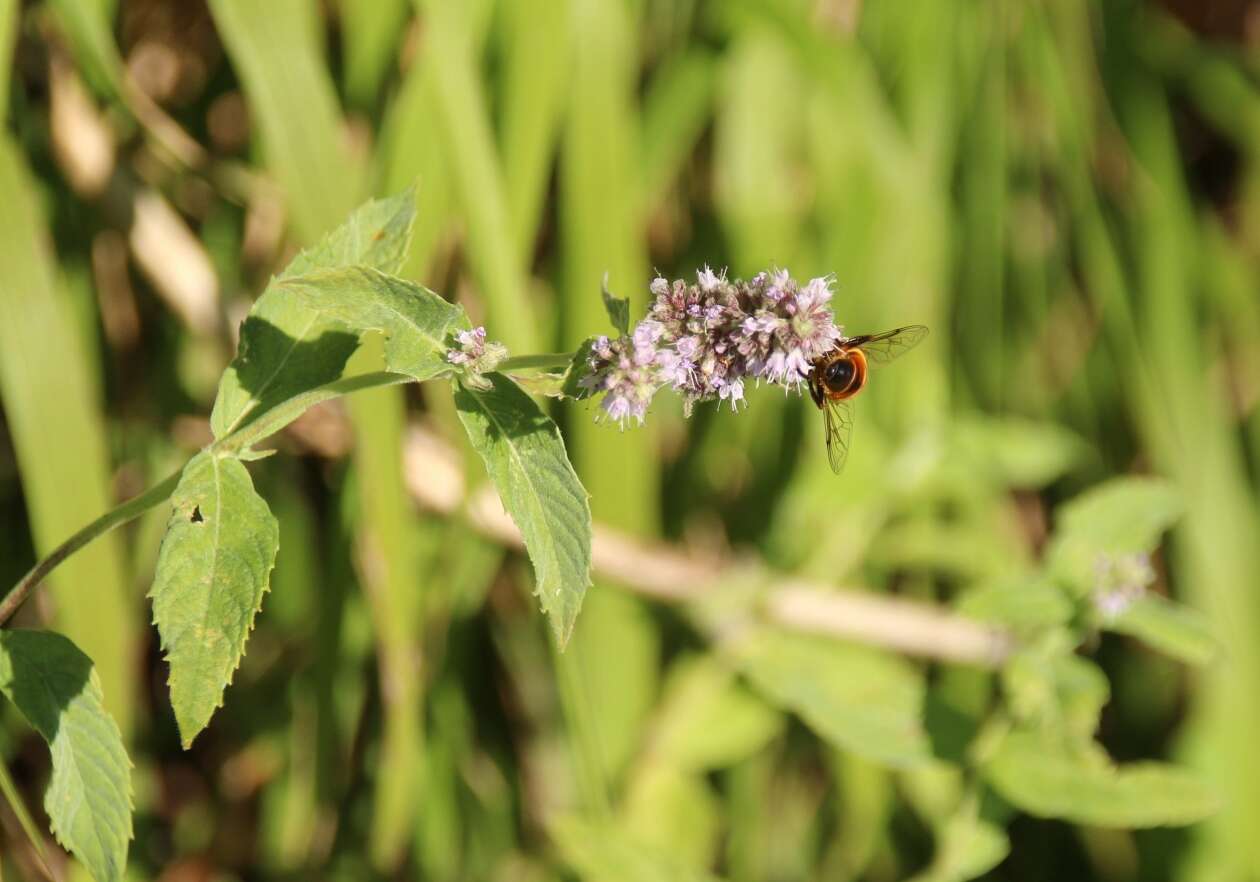 Image of Horse Mint