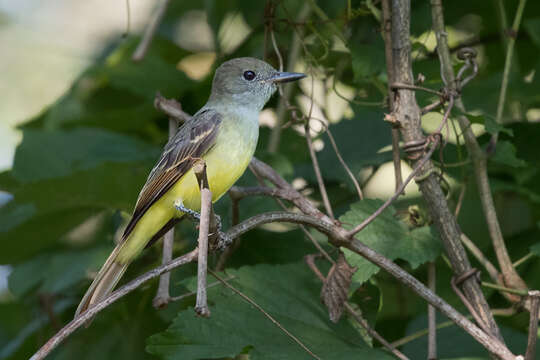 Image of Great Crested Flycatcher