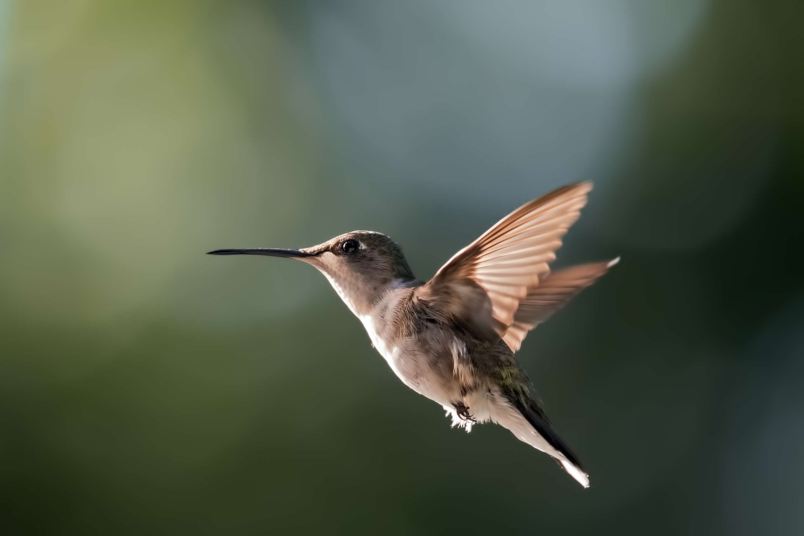 Image of Ruby-throated Hummingbird