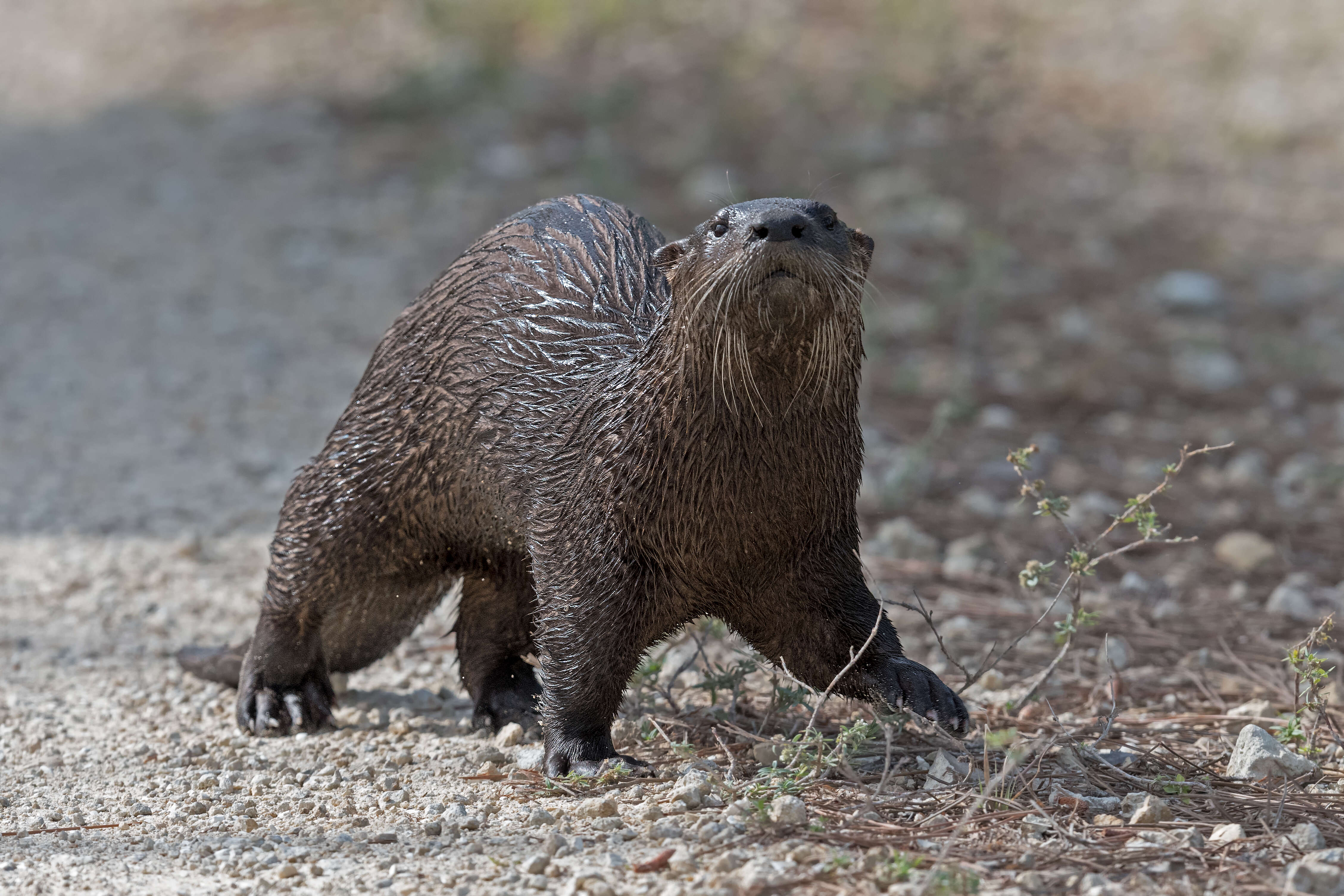 Image of Otter sp.