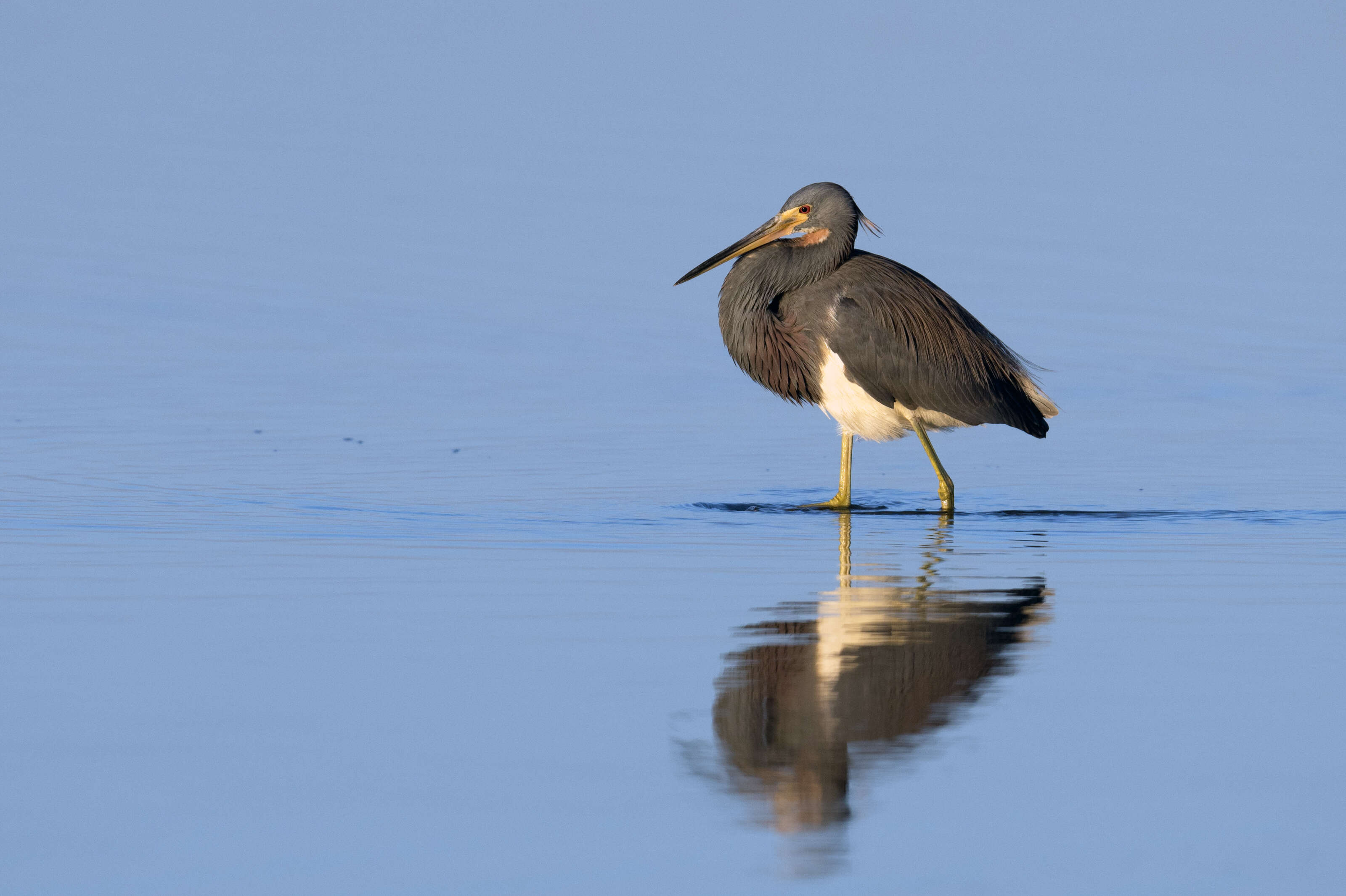 Image de Aigrette tricolore