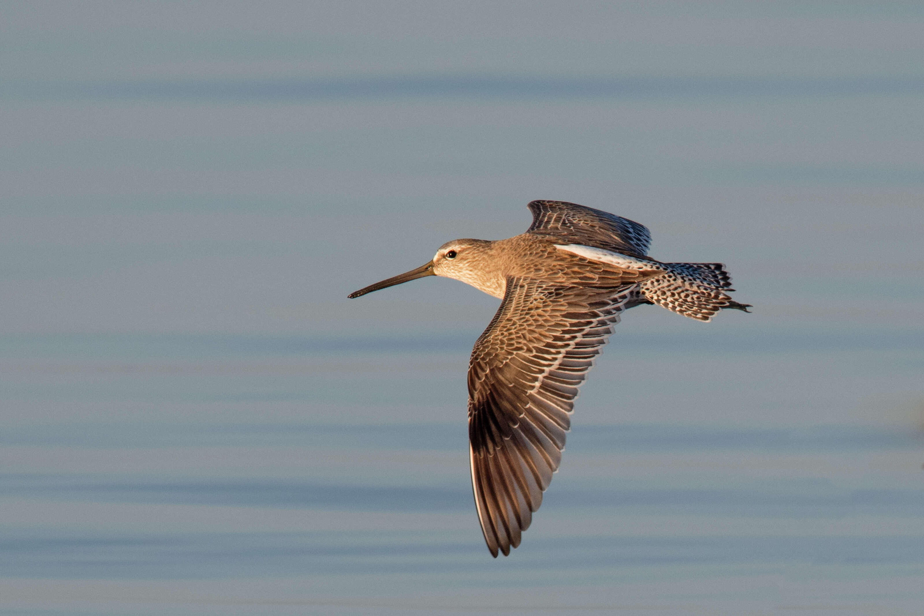 Image of Short-billed Dowitcher