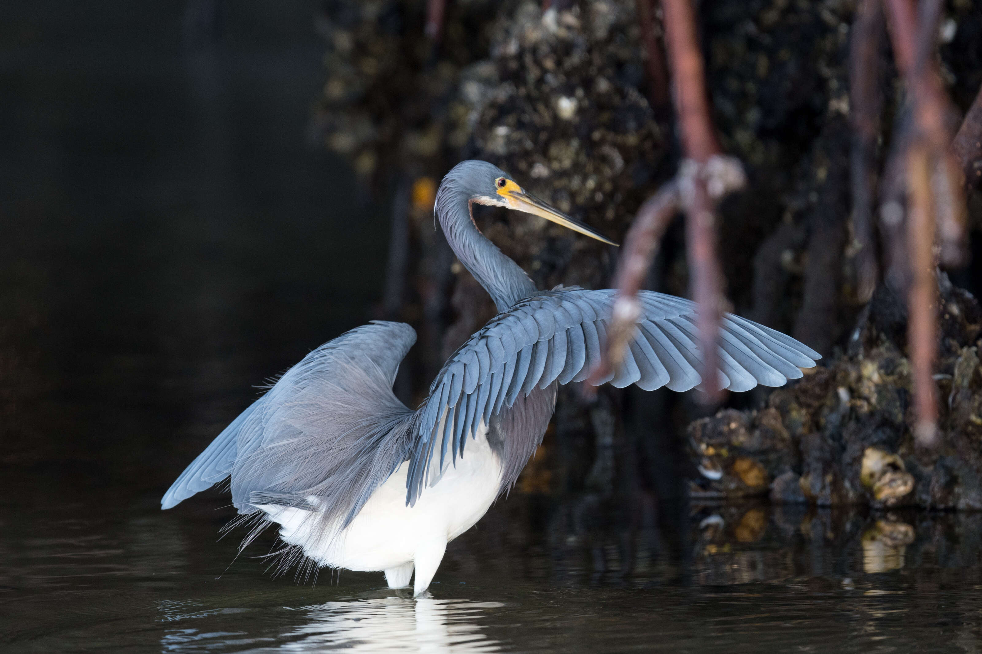 Image de Aigrette tricolore