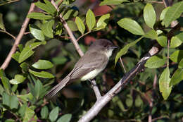 Image of Eastern Phoebe