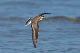 Image of Semipalmated Plover