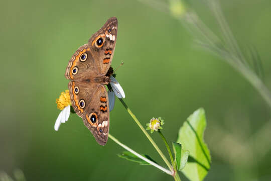 Image of Junonia neildi