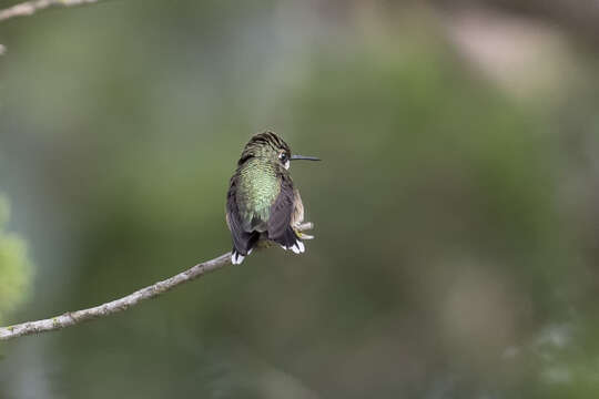 Image of Ruby-throated Hummingbird