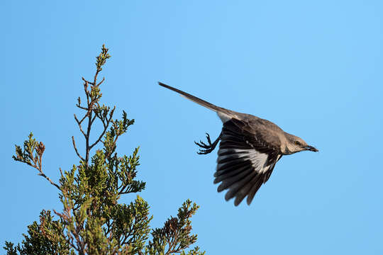 Image of Northern Mockingbird