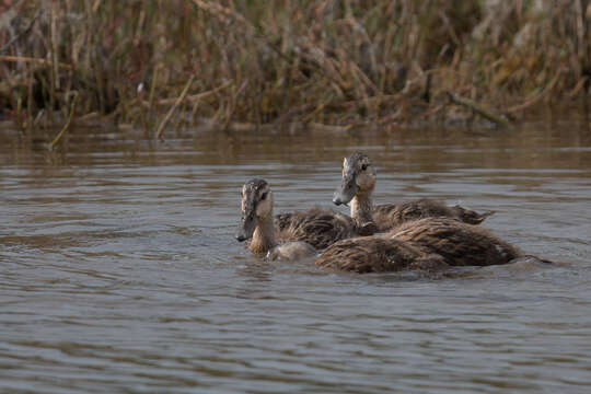 Image of Florida duck