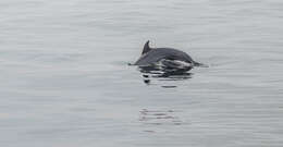 Image of Bottlenose Dolphin