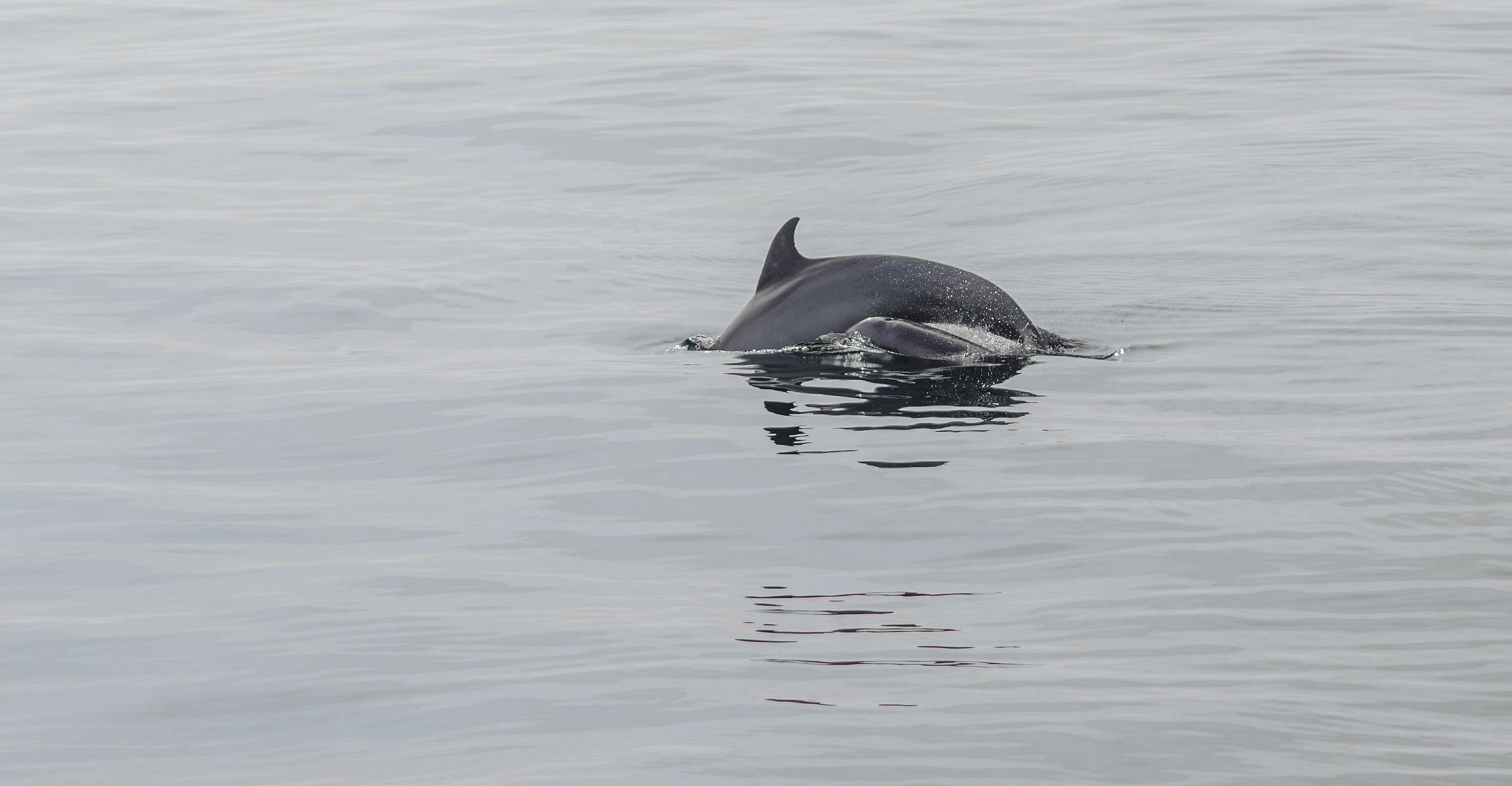 Image of Bottlenose Dolphin